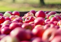 W gminie Ryglice i Skrzyszów rozdają jabłka