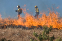 Nasilenie pożarów traw wiosną: Zagrożenia i konsekwencje